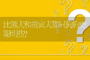 比熊犬和贵宾犬那只狗狗更聪明些？