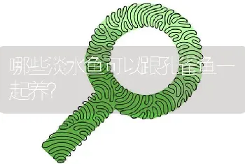 哪些淡水鱼可以跟孔雀鱼一起养？