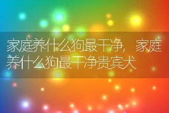 家庭养什么狗最干净，家庭养什么狗最干净贵宾犬