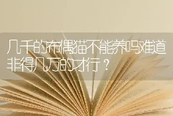 几千的布偶猫不能养吗难道非得几万的才行？