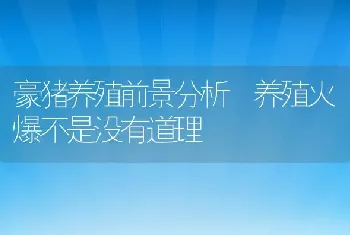 豪猪养殖前景分析 养殖火爆不是没有道理