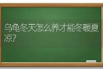 乌龟冬天怎么养才能冬暖夏凉？