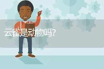 云雀是动物吗？