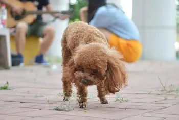 泰迪能吃西红柿吗，狗狗能吃圣女果吗？