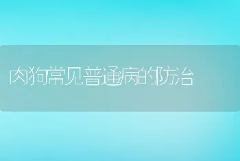 肉狗常见普通病的防治