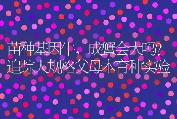 苗种基因牛，成蟹会大吗？追踪大规格父母本育种实验