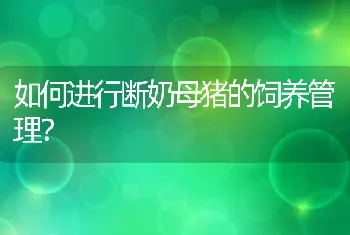 如何进行断奶母猪的饲养管理？