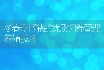 冬春季仔猪的优质饲养管理养殖技术