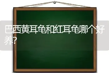 巴西黄耳龟和红耳龟哪个好养？