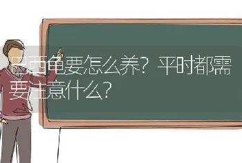 巴西龟要怎么养？平时都需要注意什么？