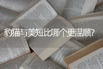 豹猫与美短比哪个更温顺？