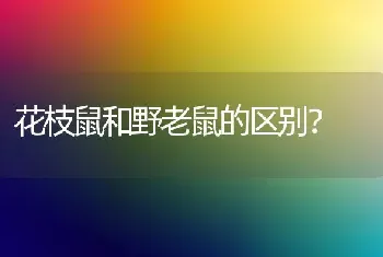 花枝鼠和野老鼠的区别？