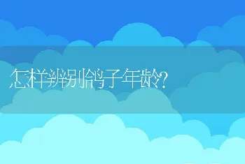 怎样辨别鸽子年龄？