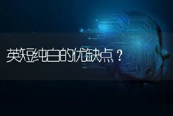 英短纯白的优缺点？