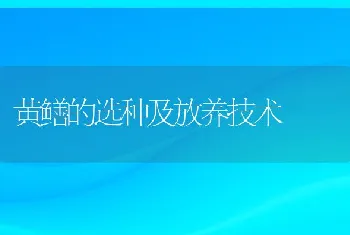 杂交鲟池塘养殖技术