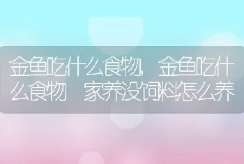 金鱼吃什么食物，金鱼吃什么食物 家养没饲料怎么养