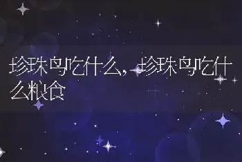 珍珠鸟吃什么，珍珠鸟吃什么粮食