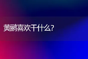 黄鹂喜欢干什么？