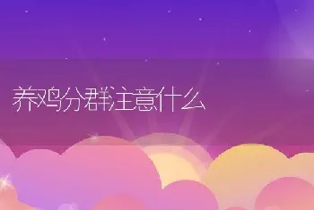 养鸡分群注意什么