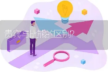 贵宾与比熊的区别？