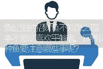 鱼缸里的招财鱼不知怎么回事不爱动喜欢平躺者,饲养这种鱼要注意哪些事呢？