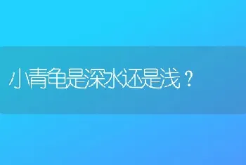 小青龟是深水还是浅？