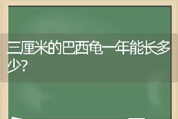 三厘米的巴西龟一年能长多少？