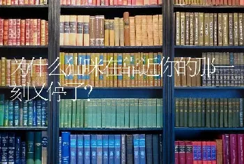 为什么猫咪在靠近你的那一刻又停了？