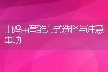 山鸡苗育雏方式选择与注意事项