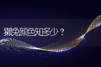 獭兔颜色知多少？