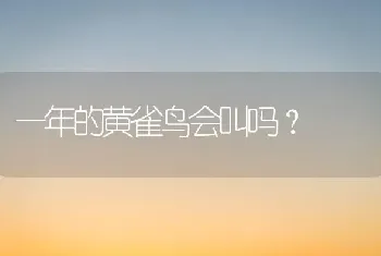 一年的黄雀鸟会叫吗？