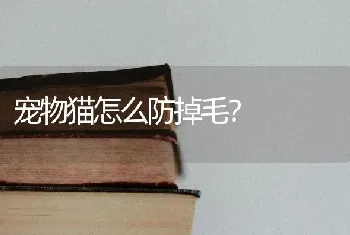 宠物猫怎么防掉毛？