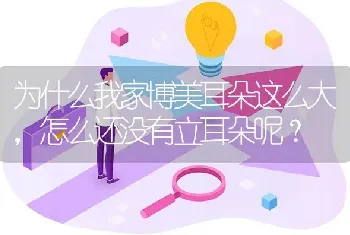 为什么我家博美耳朵这么大，怎么还没有立耳朵呢？