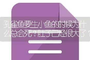 孔雀鱼要生小鱼的时候为什么总会死？肚子已经很大了？