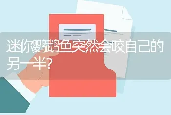 迷你鹦鹉鱼突然会咬自己的另一半？