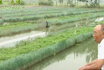 黄鳝夏季饲养五个关键环节