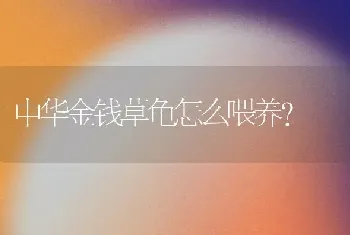 中华金钱草龟怎么喂养？