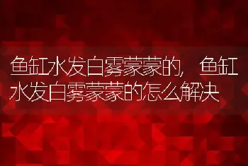 鱼缸水发白雾蒙蒙的，鱼缸水发白雾蒙蒙的怎么解决