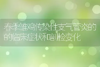 春季雏鸡传染性支气管炎的的临床症状和剖检变化