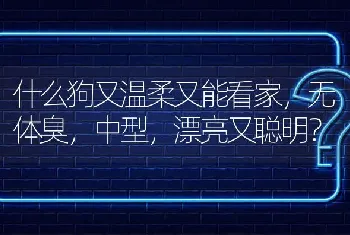 什么狗又温柔又能看家，无体臭，中型，漂亮又聪明？