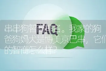 串串狗智商排名。我家的狗爸狗妈犬是博美京巴串，它们的智商怎么样？