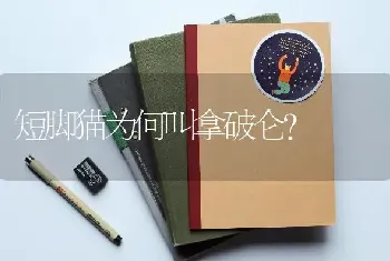 短脚猫为何叫拿破仑？