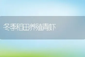 冬季稻田养殖青虾