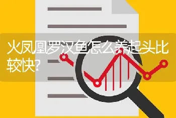 火凤凰罗汉鱼怎么养起头比较快？