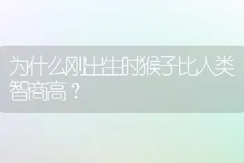 为什么刚出生时猴子比人类智商高？