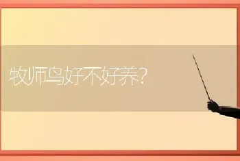 牧师鸟好不好养？