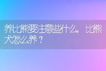 养比熊要注意些什么，比熊犬怎么养？