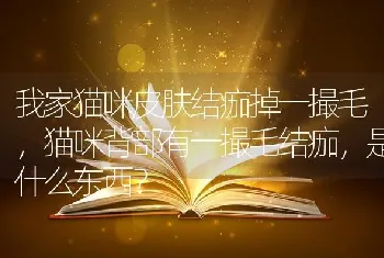 我家猫咪皮肤结痂掉一撮毛，猫咪背部有一撮毛结痂，是什么东西？