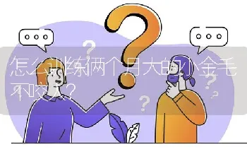 怎么训练俩个月大的小金毛不咬人？