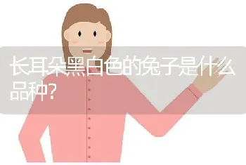 长耳朵黑白色的兔子是什么品种？